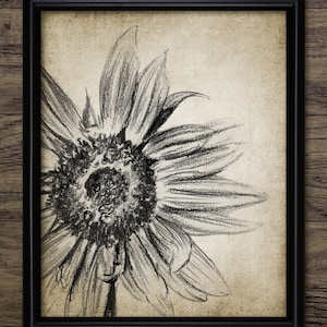 Sonnenblume Kohlezeichnung, Sonnenblume, Druckbare Kunst, Sonnenblume Kunst, Sonnenblumen Druck, Botanische Illustration #3932 SOFORT DOWNLOAD