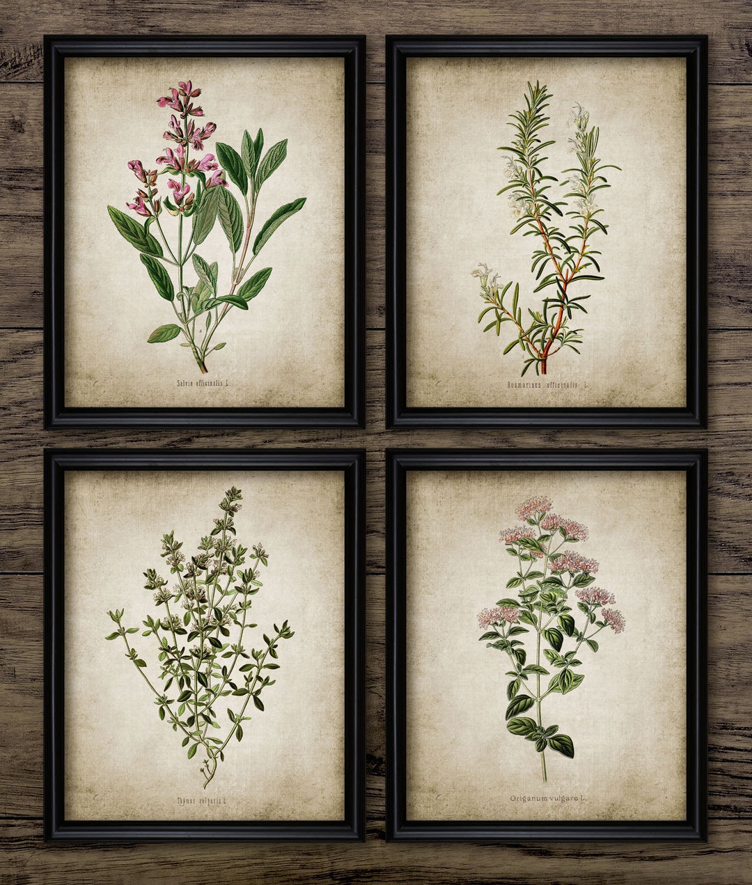 Herb Wall Art Set of 4, Printable Kitchen Herbs, Oregano, Rosemary ...