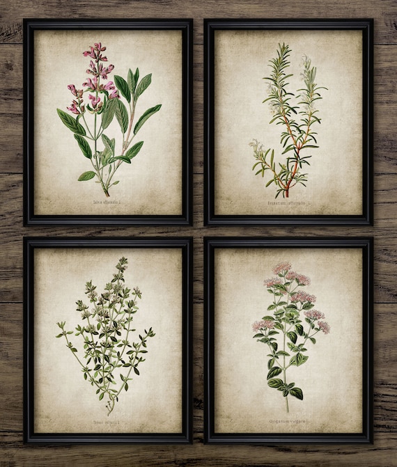 Herb Wall Art Set of 4, Printable Kitchen Herbs, Oregano, Rosemary, Sage, Thyme, , Cooking, Herb Garden, Cook #168 INSTANT DOWNLOAD