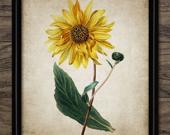 Sunflower Print - Sunflower Art Decor - Yellow Flower Illustration - Digital Art - Printable Art - Single Print #142 - INSTANT DOWNLOAD
