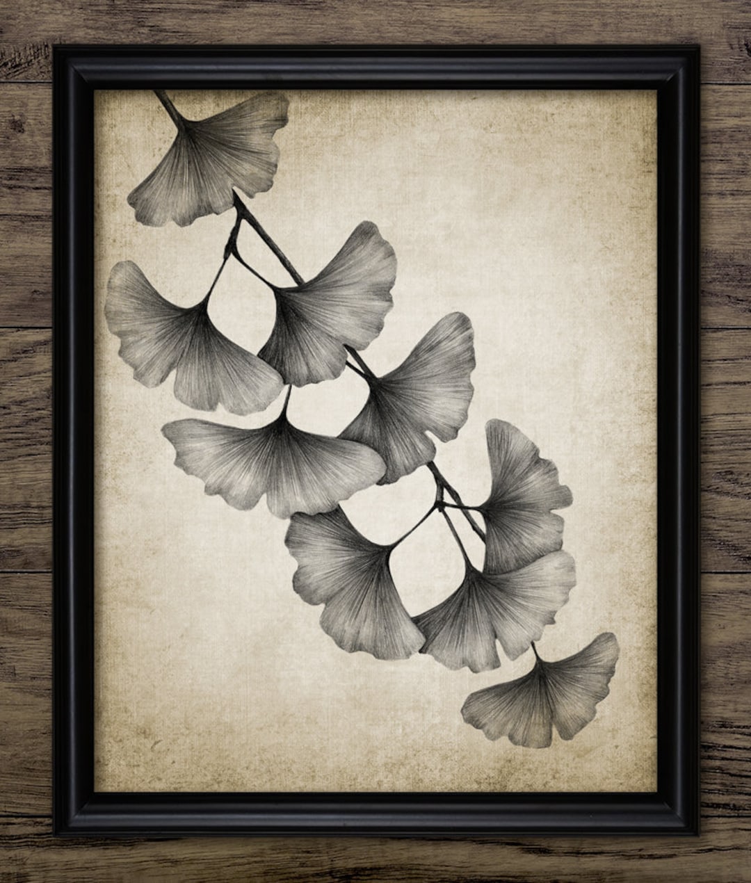 Ginkgo Tree Leaves Drawing, Printable Ginkgo Tree, Maidenhair Tree ...