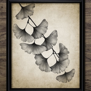 Ginkgo Tree Leaves Drawing, Printable Ginkgo Tree, Maidenhair Tree, Ginkgo Biloba, Botanical Art, Prehistoric Tree #4002 INSTANT DOWNLOAD