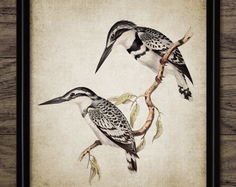 Black & White Kingfisher Art, Vintage Digital Print, Printable Bird Wall Art, Rustic Instant Bird Print #4500 INSTANT DOWNLOAD