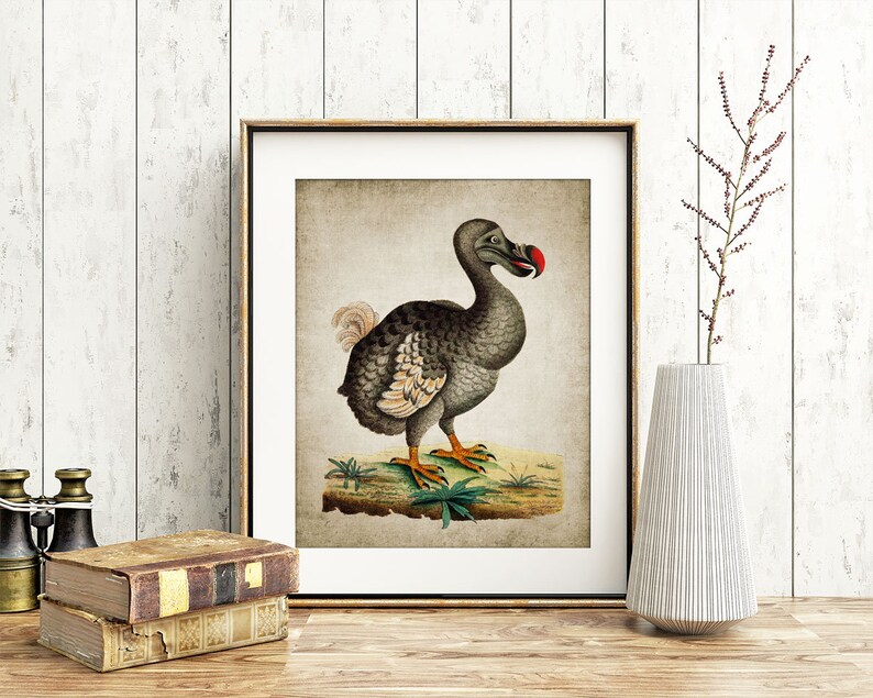 Dodo Wall Art, Printable Dodo Bird, Extinct Flightless Bird ...