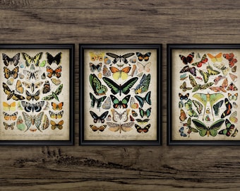 Vintage Butterfly Art Set of 3, Butterfly Print, Lepidopterist Gift Idea, Butterfly Insect Home Decor, Butterflies #3062 INSTANT DOWNLOAD
