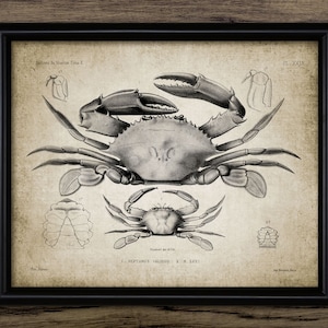 Vintage Crab Wall Art, Printable Crustacean, Seaside Art, Marine Animal Art, Vintage Bathroom Art #312 INSTANT DOWNLOAD