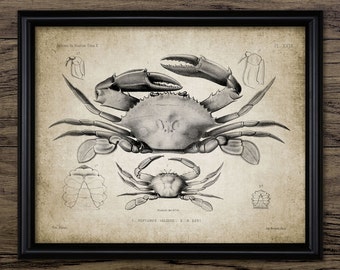 Vintage Crab Wall Art, Printable Crustacean, Seaside Art, Marine Animal Art, Vintage Bathroom Art #312 INSTANT DOWNLOAD