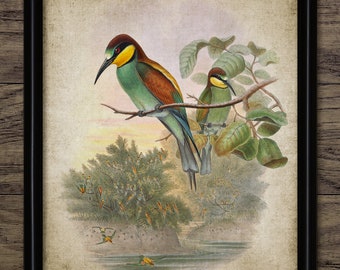 Bee Eater Bird Art, Vintage Digital Print, Printable Bird Wall Art, Rustic Instant Bird Print, Natural History #4499 INSTANT DOWNLOAD