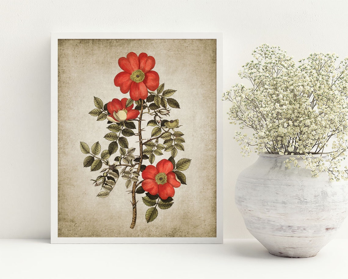 Wild Rose Wall Art Print Rustic House Decor Vintage Red Rose - Etsy