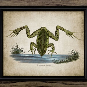 Peut inclure: Illustration vintage d'une grenouille verte avec des taches brunes, assise dans un étang avec des roseaux verts. La grenouille a ses pattes avant tendues et ses pattes arrière repliées sous son corps. Le texte "PEEPING FROG." est imprimé sous la grenouille.