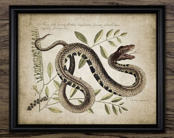 Snake Wall Art, Printable Water Viper, Cottonmouth, Water Moccasin, Highly Venomous Snake, Reptile, Fetterbush #146 INSTANT DOWNLOAD