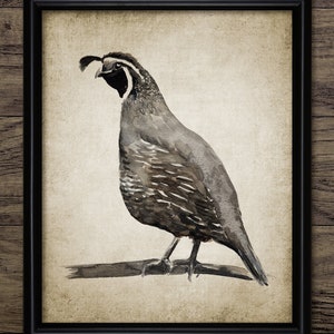 California Quail Watercolor Painting, Printable California Quail Painting, Quail Bird Decor, Game Bird Hunting Art #3452 INSTANT DOWNLOAD