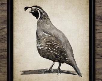 Könnte beinhalten: Ein Aquarellbild einer braunen und grauen Wachtel, die auf einem Ast sitzt. Der Vogel hat einen weißen Streifen über dem Auge und einen schwarzen Streifen unter dem Auge. Der Hintergrund ist hellbraun.