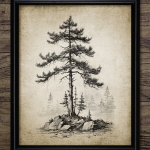 Vintage Tree Drawing Wall Art, Printable Tree, Spruce Tree Sketch, Forest, Woodland, Vintage Botanical Wall Art #4406 INSTANT DOWNLOAD