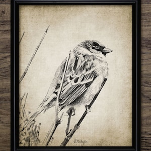 Sparrow Pen And Ink Drawing, Printable Sparrow Bird, Bird Illustration, Garden Bird, Bird Art, Sparrow Wall Art #1054 - INSTANT DOWNLOAD
