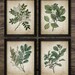 Green Plant Print Set of 4, Printable Vintage Leaves, Botanical Art, Green Living Room Decor, Vintage Printable Leaves #676 INSTANT DOWNLOAD