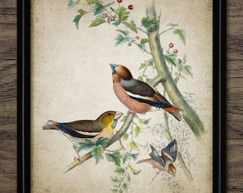 Hawfinch Bird Wall Art, Vintage Digital Print, Printable Hawfinch Woodland Bird, Rustic Instant Bird Print #4525 INSTANT DOWNLOAD