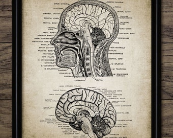 Human Head And Brain Anatomy Wall Art, Printable Neuroscience, Human Anatomy, Neuroanatomy, Physiology, Medical Art #929 INSTANT DOWNLOAD