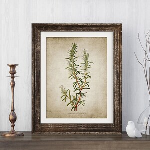 May include: A framed botanical illustration of rosemary with white flowers and green leaves on a textured beige background. The frame is dark brown wood with a distressed finish.