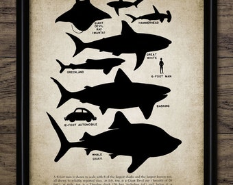 Shark Wall Art, Printable Shark Size Chart, Shark Illustration, Sharks and Rays, Marine Life, Predatory Fish #1019 INSTANT DOWNLOAD