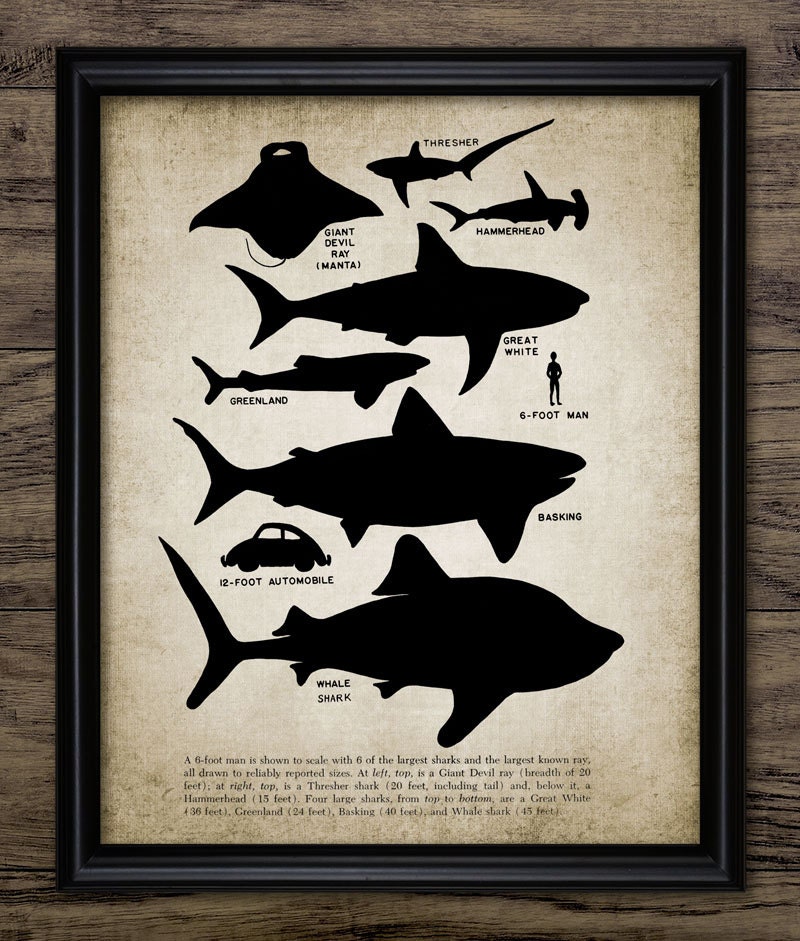 Shark Comparison Chart