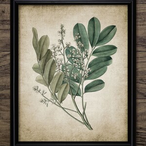Arte de pared con flores de árboles, botánica vintage imprimible, hojas verdes, botánica antigua, arbusto, sala de estar verde n.° 673 DESCARGA INSTANTÁNEA