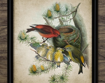 Crossbill Bird Wall Art, Vintage Digital Print, Pine Forest Crossbill Bird, Rustic Instant Bird Print #4514 INSTANT DOWNLOAD