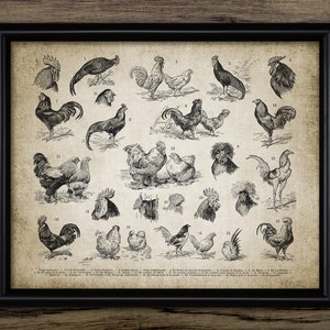 Vintage Chicken Breeds Wall Art, Different Types Of Chicken, Chicken Breeds Poster, Poultry Farming, Farmhouse, Hen #3069 INSTANT DOWNLOAD