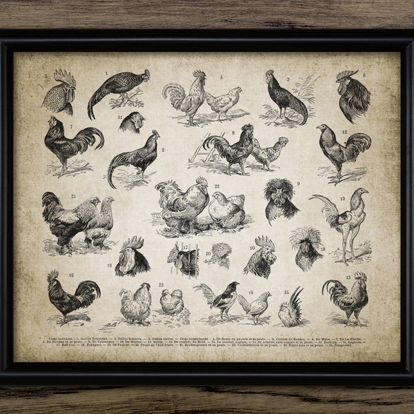 Vintage Chicken Breeds Wall Art, Different Types Of Chicken, Chicken Breeds Poster, Poultry Farming, Farmhouse, Hen #3069 INSTANT DOWNLOAD