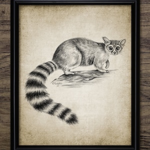 Ringtail Pencil Drawing, Printable Ringtail Art, North American Ringtail, Raccoon, Ring-Tailed Cat, Nursery Wall Art #4058 INSTANT DOWNLOAD