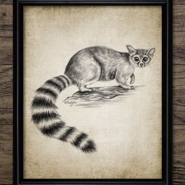 Ringtail Pencil Drawing, Printable Ringtail Art, North American Ringtail, Raccoon, Ring-Tailed Cat, Nursery Wall Art #4058 INSTANT DOWNLOAD