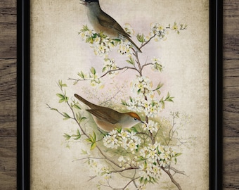 Blackcap Wall Art, Vintage Digital Print, Printable Warbler Bird Wall Art, Rustic Instant Bird Print #4504 INSTANT DOWNLOAD