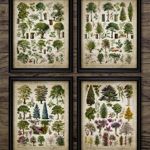 Vintage Tree Print Set of 4, Printable Tree, Tree Print, Vintage Botanical Art, Tree Drawing, Tree Living Room Decor #3787 INSTANT DOWNLOAD