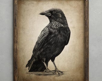 Crow Pencil Drawing, Corvid Decor, Carrion Crow Wall Art, Raven Bird Sketch