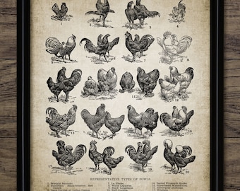 Chicken Wall Art, Printable Chickens, Chicken Breeds, Poultry Farm, Vintage Hen, Chicken Farm, Kitchen Decor, Ranch #578 INSTANT DOWNLOAD