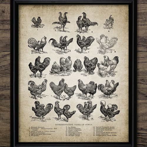 Vintage Chicken Print Chicken Breeds Wall Art Poultry Etsy