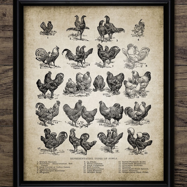 Poultry Etsy Poultry Etsy