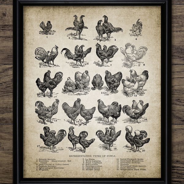 Chicken Wall Art, Printable Chickens, Chicken Breeds, Poultry Farm, Vintage Hen, Chicken Farm, Kitchen Decor, Ranch #578 INSTANT DOWNLOAD