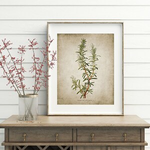May include: A framed botanical illustration of rosemary with a vintage, textured background. The illustration is in shades of green, white, and brown. The text "Rosmarinus Officinalis" is printed below the illustration.