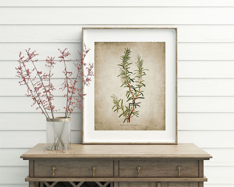 May include: A framed botanical illustration of rosemary with a vintage, textured background. The illustration is in shades of green, white, and brown. The text "Rosmarinus Officinalis" is printed below the illustration.