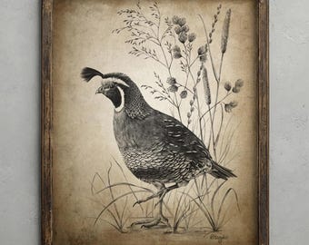 California Quail Pencil Drawing, Rustic Farmhouse Birds Decor, Quail Hunting Wall Art, Game Bird Sketch