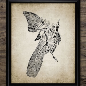 Archeopteryx Wall Art, Printable Archeopteryx, First Bird, Bird-Like Dinosaur, Feathered Dinosaur Fossil, Dinosaur Art #934 INSTANT DOWNLOAD
