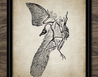 Archeopteryx Wall Art, Printable Archeopteryx, First Bird, Bird-Like Dinosaur, Feathered Dinosaur Fossil, Dinosaur Art #934 INSTANT DOWNLOAD
