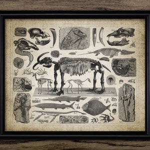 Fossil Wall Art, Printable Paleontology, Evolution, Skeleton Art, Fossil Record, Geology Student Gift #3796 INSTANT DOWNLOAD