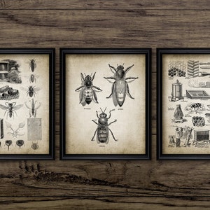 May include: Three black and white vintage illustrations of bees and beekeeping. The first image shows a beehive, honeycombs, and various bees. The second image shows three different types of bees. The third image shows a variety of beekeeping tools and equipment.