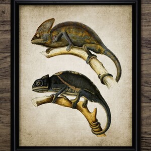 Vintage Chameleon Wall Art, Printable Chameleon, Lizard, Reptile, Rainforest Camouflage, Insectivore, Veiled Chameleon #391 INSTANT DOWNLOAD