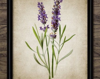 Vintage Lavender Plant Art, Printable Lavender, Fragrant Herb Plant, Vintage Botanical Flower Art, Medicinal Herb #3979 INSTANT DOWNLOAD