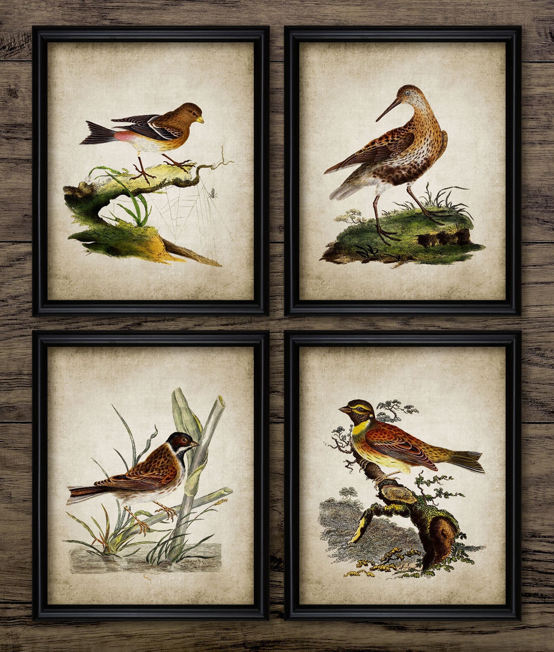 Vintage Bird Wall Art Set of 4, Printable Birds, Bird Living Room, Bird