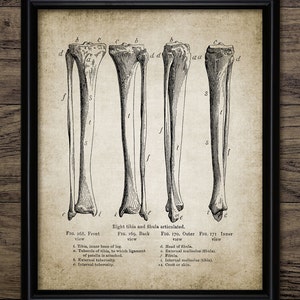 Shin Bone Wall Art, Printable Human Skeleton Anatomy, Medical Healthcare, Physician, Human Biology, Morphology, Doctor #361 INSTANT DOWNLOAD