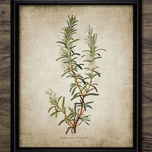 May include: A vintage botanical illustration of rosemary, featuring a detailed depiction of the plant's leaves, stems, and white flowers. The image is labeled "Rosmarinus officinalis L."